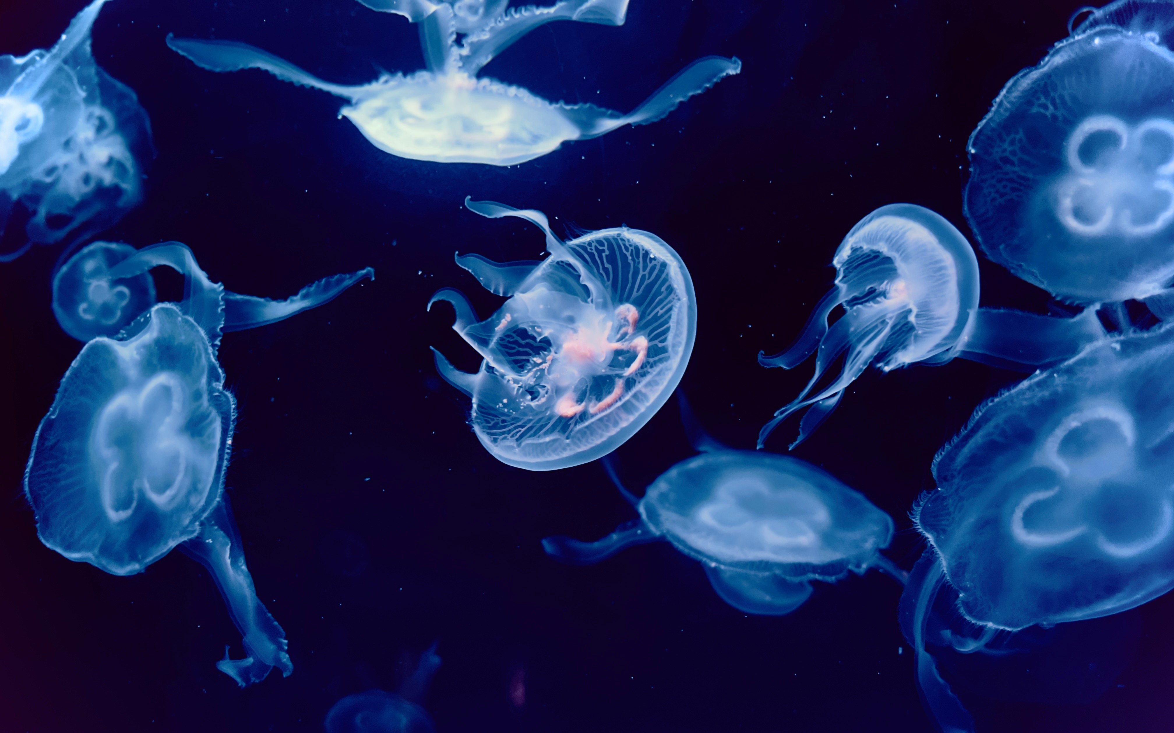 Jellyfish Population Explosions as an Alarm for the Global Marine Crisis