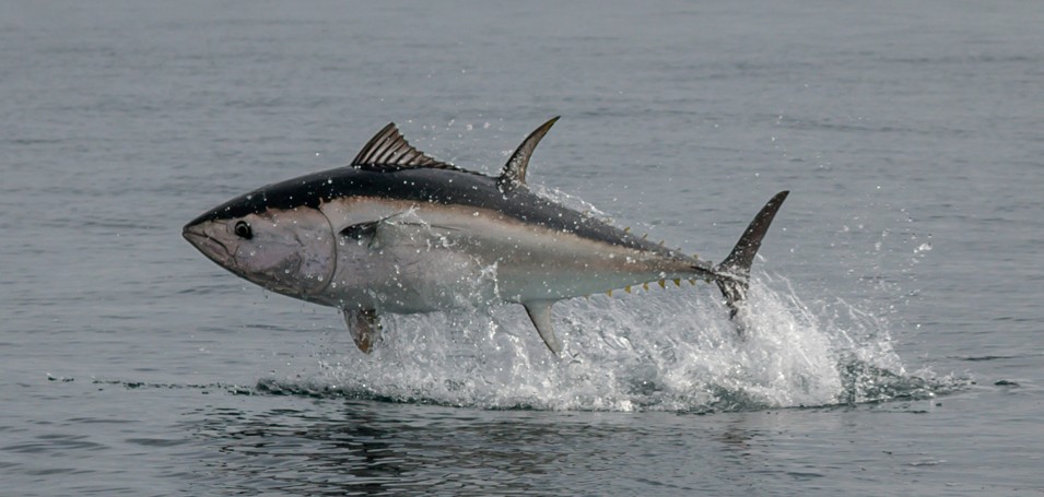 Ocean Dynamics and the Future of Tropical Tuna Governance